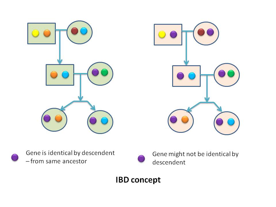 IBD concept