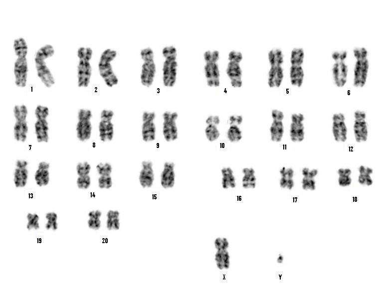 File:Karyotype of normal male rhesus macaque (Macaca mulatta).png