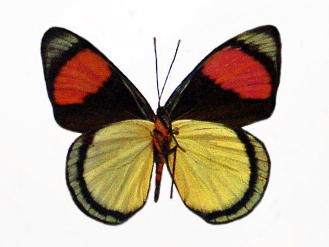 File:Nymphalidae - Batesia hypochlora (underside).JPG