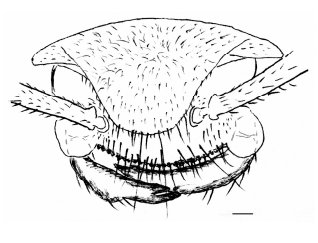 File:Boltonimecia canadensis fig 2 B - Borysenko bioRxiv preprint 2016.jpg