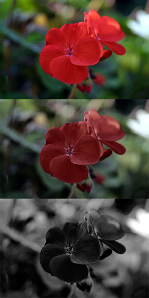 File:Red geranium photopic mesopic scotopic.jpg
