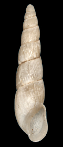 Streptostele musaecola shell.png