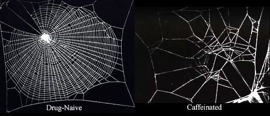 File:Caffeinated spiderwebs modified.jpg