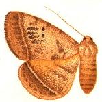 Enmonodia carneotincta.JPG