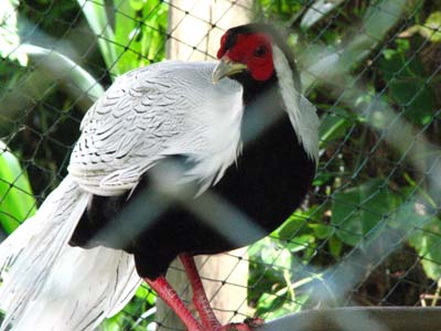 File:Male Silver Pheasant.jpg