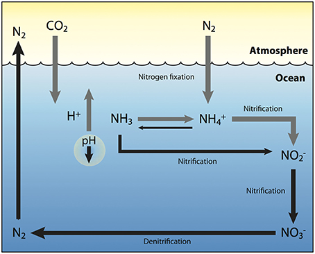 File:Marine nitrogen cycle under future ocean acidification.jpg