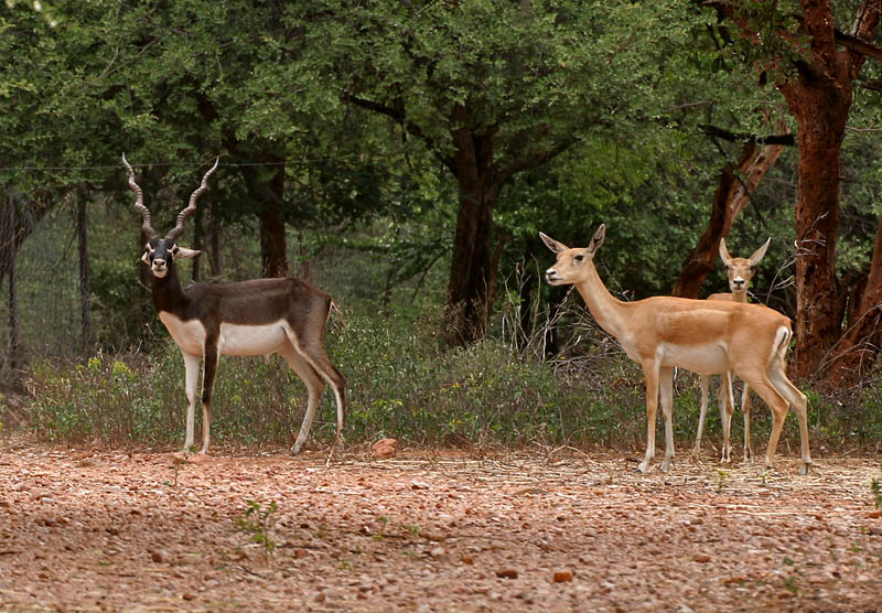 File:Blackbuck (Antilope cervicapra)- Male & female in Hyderabad, AP W IMG 7268.jpg