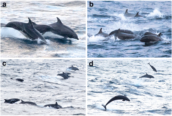 File:Bottlenose dolphins and false killer whales.gif