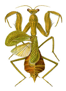 Cilnia humeralis.jpg