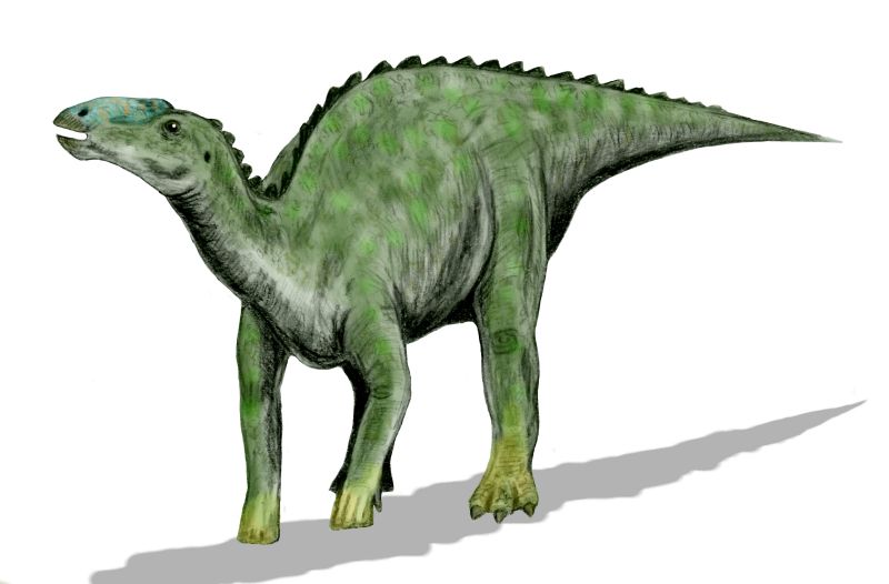 File:Kritosaurus BW.jpg