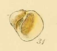 Lacuna pallidula (Sowerby).jpg