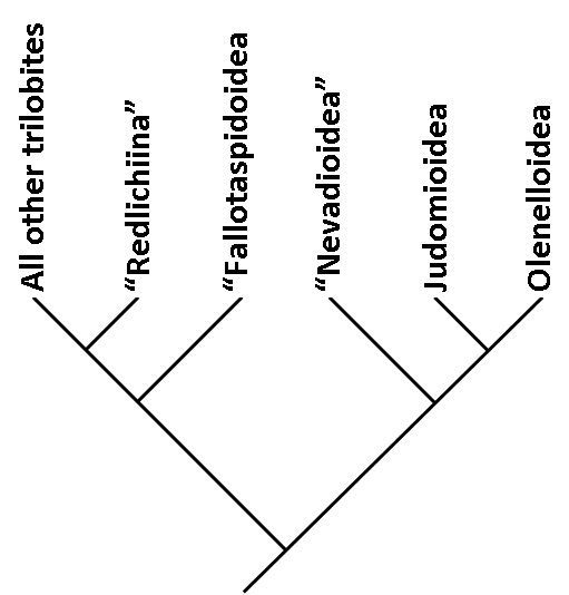 File:Olenellina cladogram.jpeg