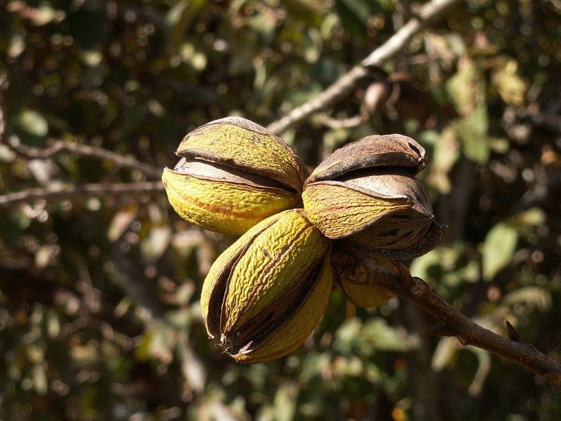 File:Pecan-nuts-on-tree.jpg