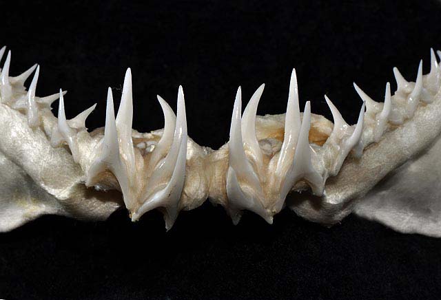 File:Pseudocarcharias kamoharai lower teeth.jpg