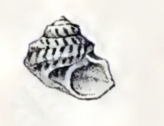 Pseudominolia biangulata 001.jpg