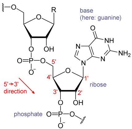 File:RNA chemical structure.GIF