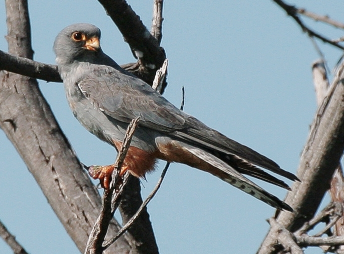 File:Rotfußfalke Falco vespertinus.jpg