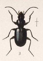 Mexitrechus coarctatus.jpg