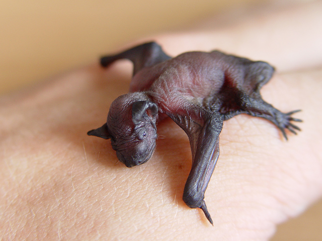 File:Pipistrellus pipistrellus baby.jpg