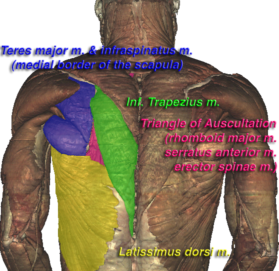 File:VHM Triangle of Auscultation.png