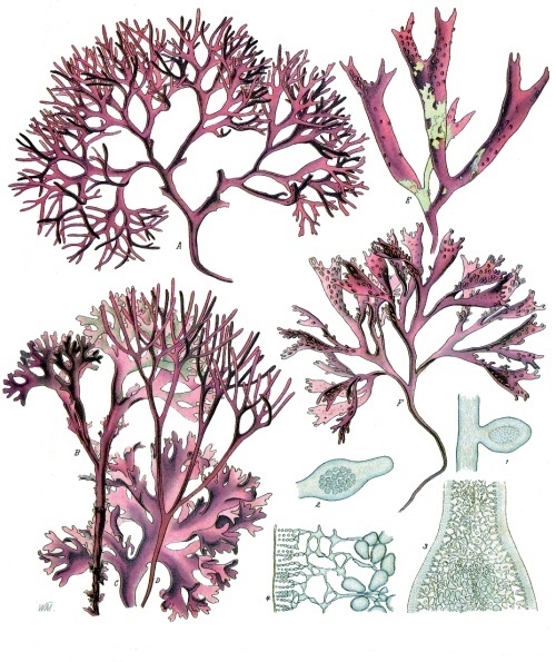 File:Chondrus crispus - Köhler–s Medizinal-Pflanzen-034.jpg