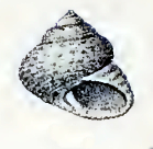 Clanculus tonnerrei 001.jpg