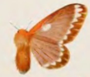 Cotana albomaculata female.jpg