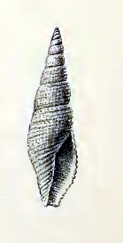 Daphnella euphrosyne 001.jpg