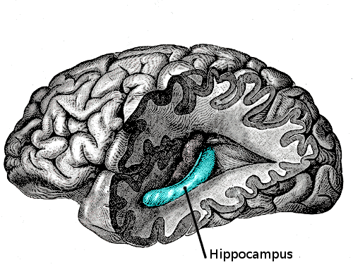 File:Gray739-emphasizing-hippocampus.png