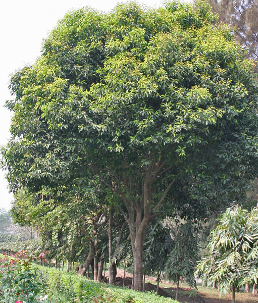 File:Maulsari (Mimusops elengi) trees in Kolkata W IMG 2848.jpg
