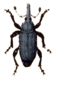 Sphenophorus.abbreviatus.-.calwer.34.16.jpg