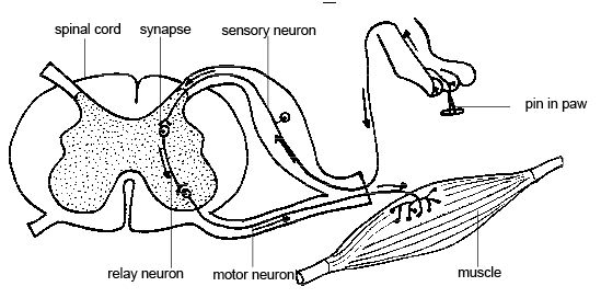 File:Anatomy and physiology of animals A reflex arc.jpg