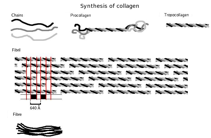 File:Collagen biosynthesis (en).png