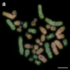 File:Karyotype of Edible frog (Pelophylax esculentus).png