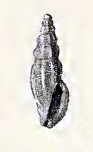 Pseudorhaphitoma agna 001.jpg