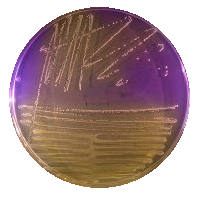 Streptococcus canis, orange bacterial culture on a purple agar plate. Moddified from free use VetBactBlog image.png