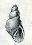 Ondina diaphana 001.png