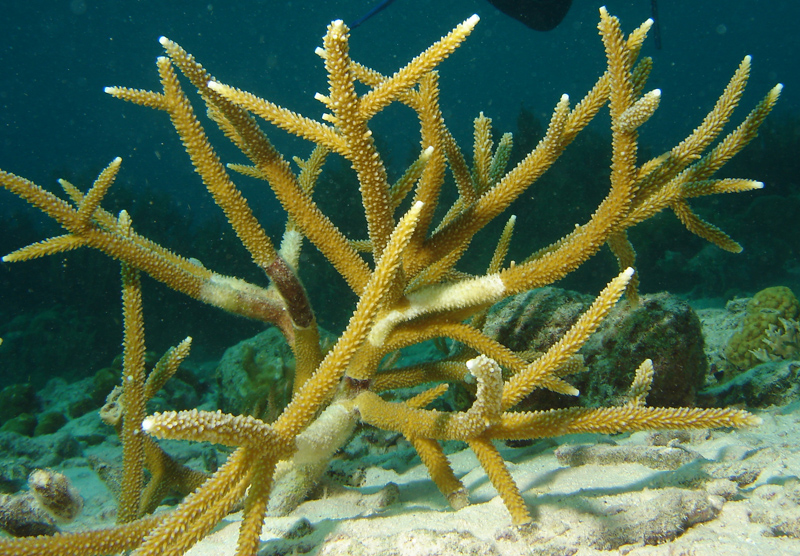 File:Staghorn-coral-1.jpg