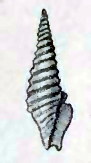 Tomopleura spiralissima 001.jpg