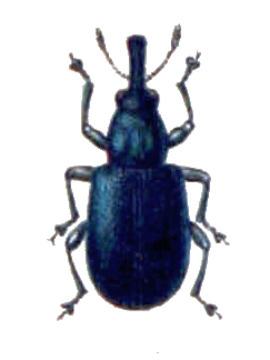 Auletobius sanguisorbae.png