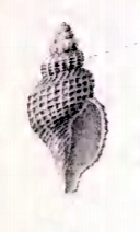 Austrodaphnella alcestis 001.jpg