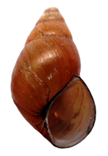 Bithynia siamensis siamensis shell.png