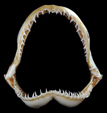 File:Carcharhinus isodon jaws.jpg