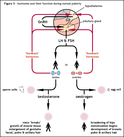 File:Flow diagram showing normal hormonal control of puberty.gif