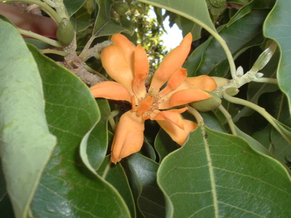 File:Magnolia1.jpg