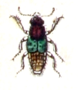 Abemus.chloropterus.-.calwer.11.27.jpg