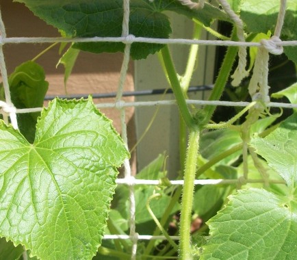 File:Cucumbers growing on a string lattice structure.jpg
