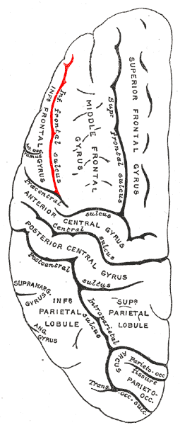 Gray725 interior frontal sulcus.png