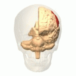 File:Parietal lobe animation small.gif