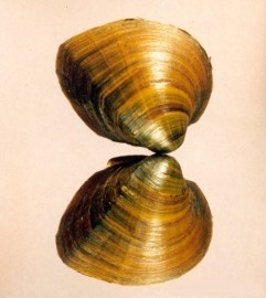 Pleurobema georgianum.jpg